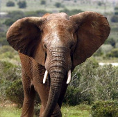 Africa can clean forest elephants