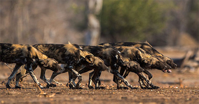 Africa has a picturesque dog and hunting is even better than a lion