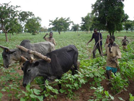 Africa has enough land to feed the world