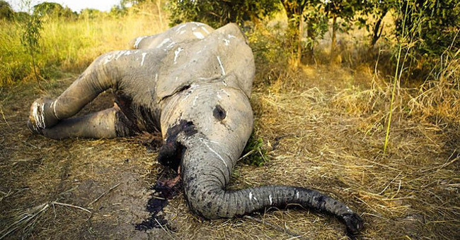 Africa suffered, helplessly watching the 1/3 of its elephants in the last 7 years