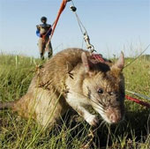 Africa uses mice to clear mines