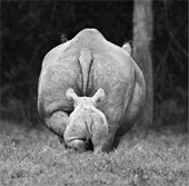 African animals through black and white photos