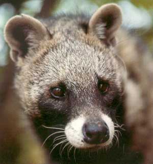 African Civet