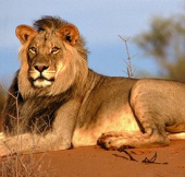African deserts gradually disappear, lions are threatened