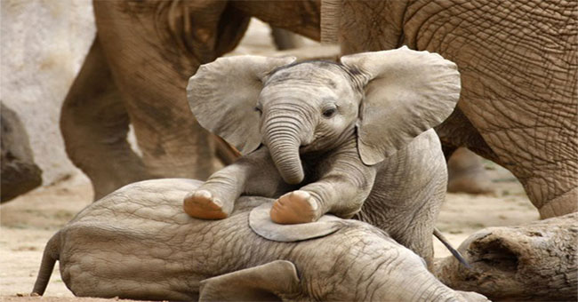 African elephants are evolving into ivory because of excessive poaching