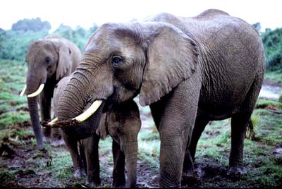 African elephants are threatened