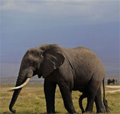 African elephants can distinguish human voices