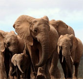 African elephants have the first-class sensitive aces