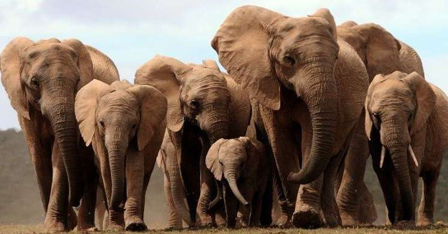 African elephants lose their ivory genes to avoid extinction