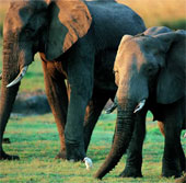 African elephants will decline by a fifth in the next 10 years