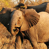 African elephants work according to the moon cycle