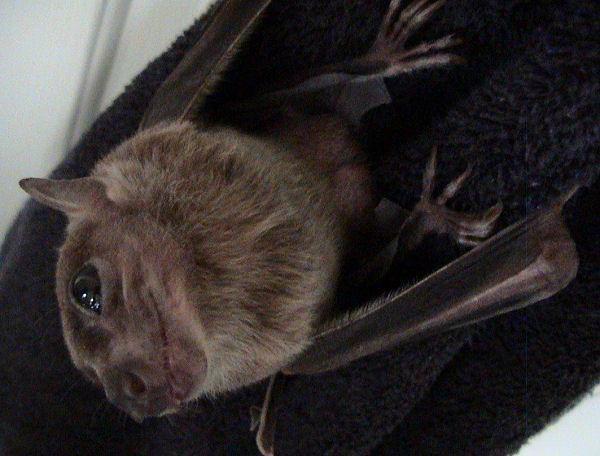 African fruit bats are intermediate hosts of the Marburg virus