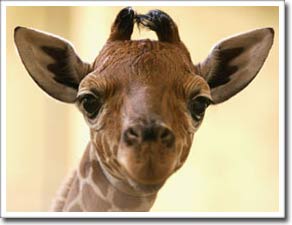 African giraffes are in danger of extinction