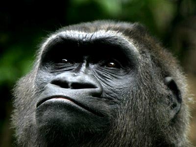 African gorillas: 98% of genes are like human genes
