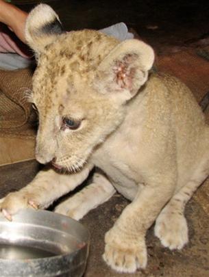 African lions in the Botanical Garden give birth