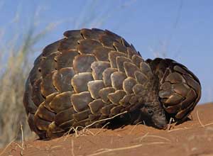 African Pangolin