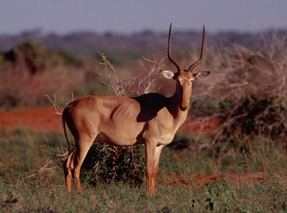 African rare antelope is at risk of extinction