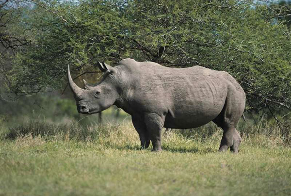African rhinoceros is about to become extinct