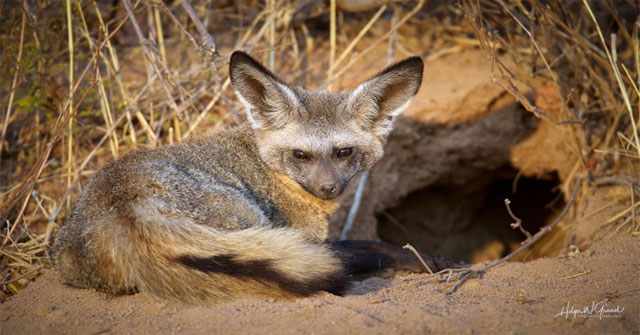 Africa's most bizarre fox: Cute to beat but even hunted newspapers