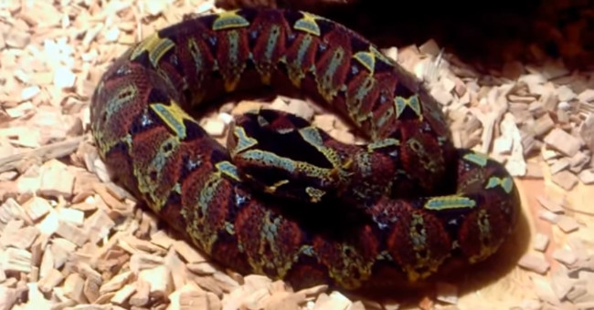Africa's most dangerous snake with the sign of death