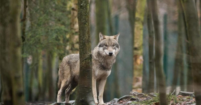 After 100 years, the first wolf appeared in Belgium