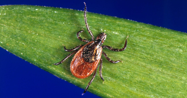 After SARS, Zika, the 'enemies' of humans are parasitic ticks?