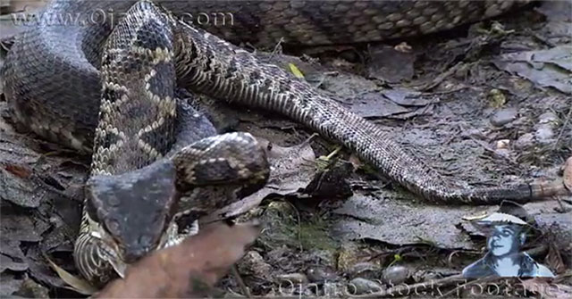 After the dangerous attack of poisonous snakes, rattlesnake 'can't keep up with yawning'