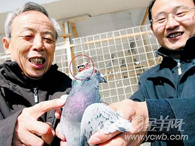 After the robot, now there are birds