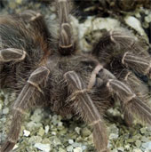 After the slug, the giant spider turns into England