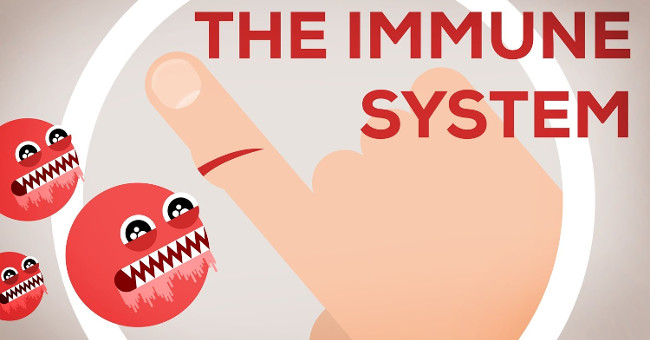 After watching this video, you will see how amazing our immune system is