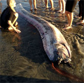 Again, a giant snake fish body appeared