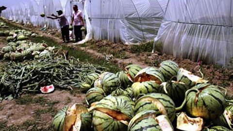Again watermelon hard like stone