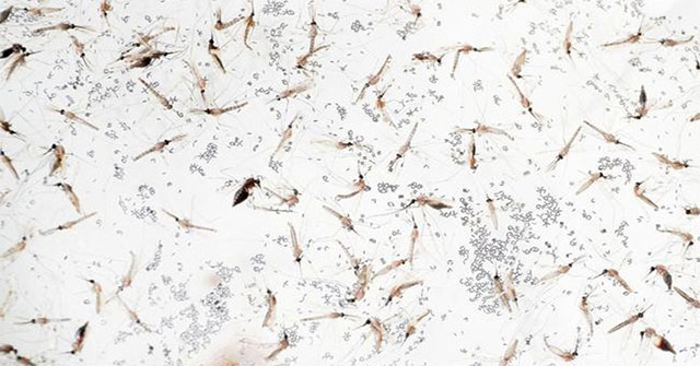 'Aggressive' drug-resistant malaria parasites spread throughout Southeast Asia