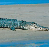 Aggressive like Australian crocodile