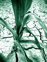 Agriculture is lost because the earth warms