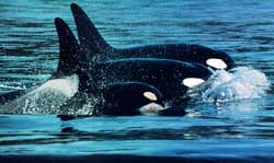 Ahab whale