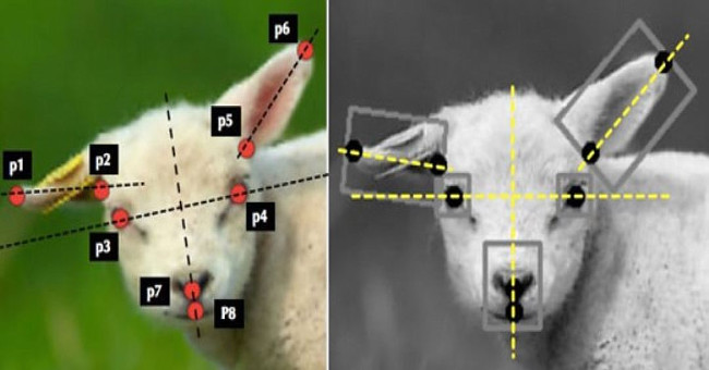 AI helps to detect up to 80% of disease in animals soon