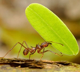 Air conditioning system in ant nest