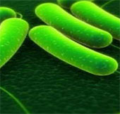 Alarm on E.coli strain ST131