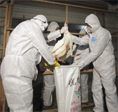 Alarm on the new bird flu strain H10N8
