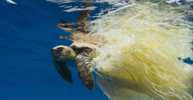 Alarm plastic waste 'destroy' sea turtles