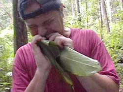 Alarm poisoning from forest leaves