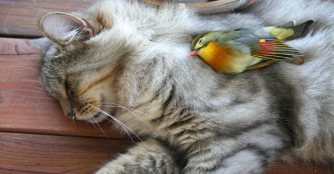 Alarm to spread bird flu from cats to humans