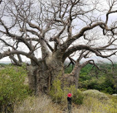 Alarming the decline of old trees