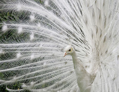 Albino animals: The ghosts in nature