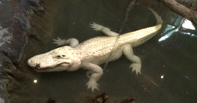 Albino crocodile at the American zoo is about to retire