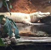 Albino crocodile died