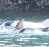 Albino dolphins cost half a million dollars captured in Japan