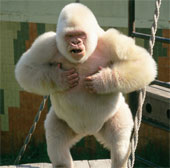 Albino gorilla is a product of incest