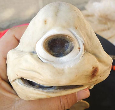 Albino shark, one eye